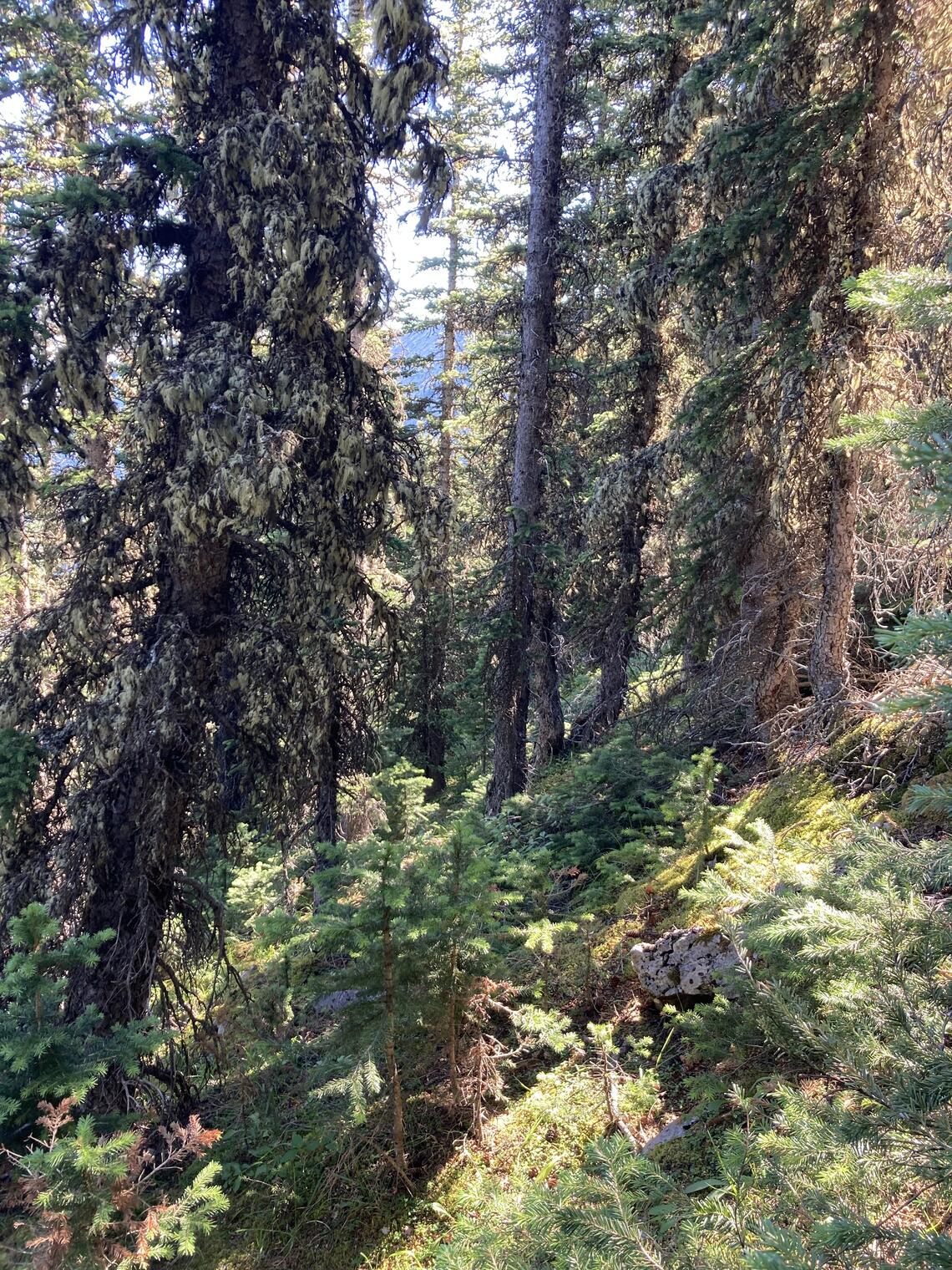 Forest